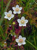 Grass-of-parnassus (Parnassus palustris) flowers. Norfolk, England, UK, August.