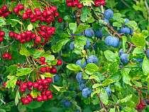 Blackthorn (Prunus spinosa) sloes and Hawthorn berries (Crataegus monogyna) Norfolk, England, UK, August.