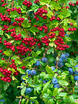 Blackthorn (Prunus spinosa) sloes and Hawthorn berries (Crataegus monogyna) Norfolk, England, UK, August.
