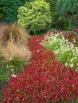 Japanese blood grass (Imperata cylindrica) 'Rubra' in garden border.