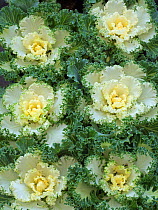 Ornamental Kale 'Nagoya white' in garden border.