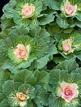 Ornamental cabbage (Pigeon white ) in garden border.