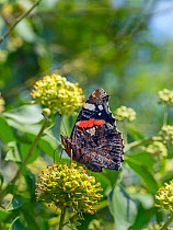 Red admiral butterfly (Vanessa atalanta) on ivy flowers, Norfolk, England, UK, August.
