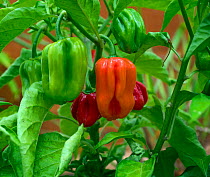 Scotch bonnet chilli peppers (Capsicum sp) fruit.