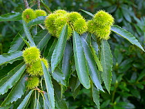 Sweet chestnut (Castanea sativa) leaves and fruits in autumn, Norfolk, England, UK, August.