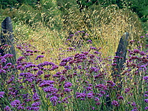 Argentinian vervain (Verbena bonariensis) and Giant feather grass (Stipa gigantea) in garden border.