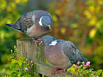 Wood pigeons (Columba palumbus) male and female during courtship preening display, Norfolk, England, UK, August.