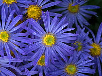 Michaelmas daisy (Aster amellus) flowers in garden.