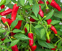 Chilli Pepper (Capsicum) 'Apache' growing in greenhouse