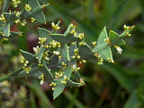 Anchor plant  (Colletia paradoxa) native to Uruguay and South Brazil