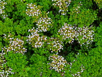 Compact marjoram (Origanum vulgare) 'Compactum' in flower in kitchen garden