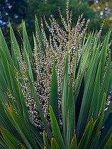 Cabbage-palm (Cordyline australis) in garden. Native to New Zealand.
