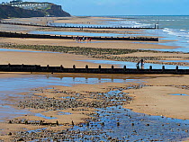 Cromer beach at  low tide with groynes, North Norfolk, England, UK, September