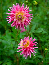 Dahlia 'Catherine Ireland' flower in summer border
