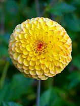 Dahlia 'Sunny boy' flower in summer border