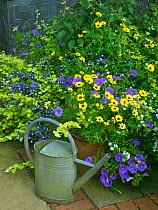 Watering can and cottage garden with Petunias on patio. July 2017.
