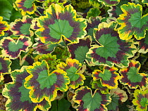 Geranium 'Sunset' with variegated leaf colour