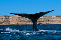 Southern right whale (Eubalaena australis) tail fluke,  Peninsula Valdes, Chubut, Patagonia, Argentina.