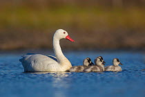 RF - Coscoroba swan, (Coscoroba coscoroba) with chicks, La Pampa, Argentina (This image may be licensed either as rights managed or royalty free.)