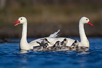 RF -  Coscoroba swan (Coscoroba coscoroba) pair with chicks on water La Pampa, Argentina (This image may be licensed either as rights managed or royalty free.)
