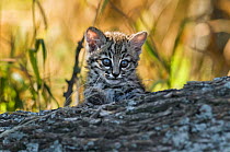 Geoffroy&#39;s cat, (Leopardus geoffroyi) Calden Forest, La Pampa, Argentina