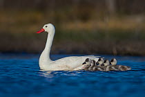 Coscoroba swan, (Coscoroba coscoroba) with chicks, on water, La Pampa, Argentina