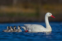 Coscoroba swan (Coscoroba coscoroba) with chicks on water, La Pampa, Argentina