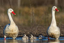 Coscoroba swan, (Coscoroba coscoroba) family with chicks, La Pampa, Argentina