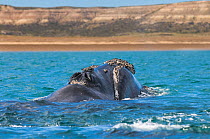 Southern right whale (Eubalaena australis) surfacing, blow hole visible, Peninsula Valdes, , Patagonia, Argentina.