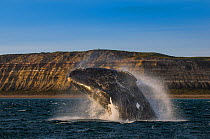 Southern right whale (Eubalaena australis) breaching, Peninsula Valdes,  Patagonia, Argentina.