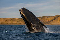 Southern right whale (Eubalaena australis) breaching, Peninsula Valdes,  Patagonia, Argentina.
