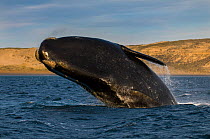 Southern right whale (Eubalaena australis) breaching, Peninsula Valdes, Patagonia, Argentina.