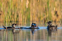 Lake duck, (Oxyura vittata) group of male and females, La Pampa, Patagonia