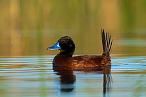 Lake duck, (Oxyura vittata), La Pampa, Patagonia