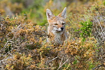 Grey Fox (Pseudalopex griseus)  Pampas region, Argentina