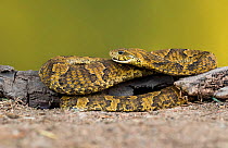 Wagler's Snake (Xenodon merremi), Argentina. Captive, occurs in South America.
