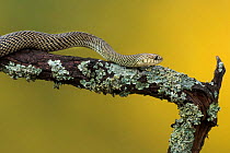 Patagonia green racer  snake  (Philodryas patagoniensis)  Captive occurs in South America.