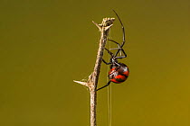 Black widow spider, (Latrodectus mactans) captive, occurs in  southeastern United States