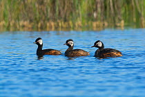 White-tufted grebe (Rollandia rolland) group of three on water, La Pampa, Argentina