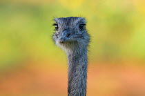 Common rhea,  (Rhea americana) head portrait, La Pampa, Argentina