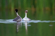 Silvery grebe (Podiceps occipitalis) pair during courtship, La Pampa, Argentina
