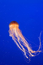 Pacific Sea nettle jellyfish (Chrysaora fuscescens), captive, Vancouver, Canada.