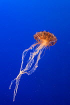Pacific Sea nettle jellyfish (Chrysaora fuscescens), captive, Vancouver, Canada.