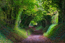 Tunnel of Trees, Halnaker, Chichester, West Sussex, UK. October 2017.