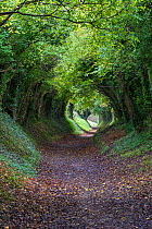 Tunnel of Trees, Halnaker, Chichester, West Sussex, UK. October 2017.