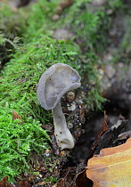 Felt saddle fungus (Helvella macropus) among moss, Sussex, UK. September 2017.