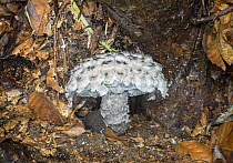 Old man of the wood fungus (Strobilomyces strobilaceus), Sussex, UK. September 2017.