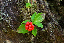 Bunchberry (Cornus canadensis) fruit and leaves, Vancouver Island, British Columbia, Canada. September 2017.