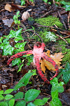 Devil's fingers fungus (Clathrus archeri) among ivy, mosses and lichen on forest floor, Sussex, UK. September 2017.