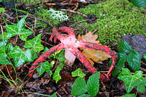 Devil's fingers fungus (Clathrus archeri) among ivy, mosses and lichen on forest floor, Sussex, UK. September 2017.